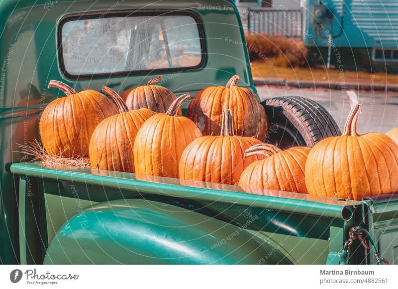 Pumpkins on the back of an old classic truck autumn pumpkin pumpkin patch vector vintage truck design farm fall pumpkins food vegetable harvest october garden