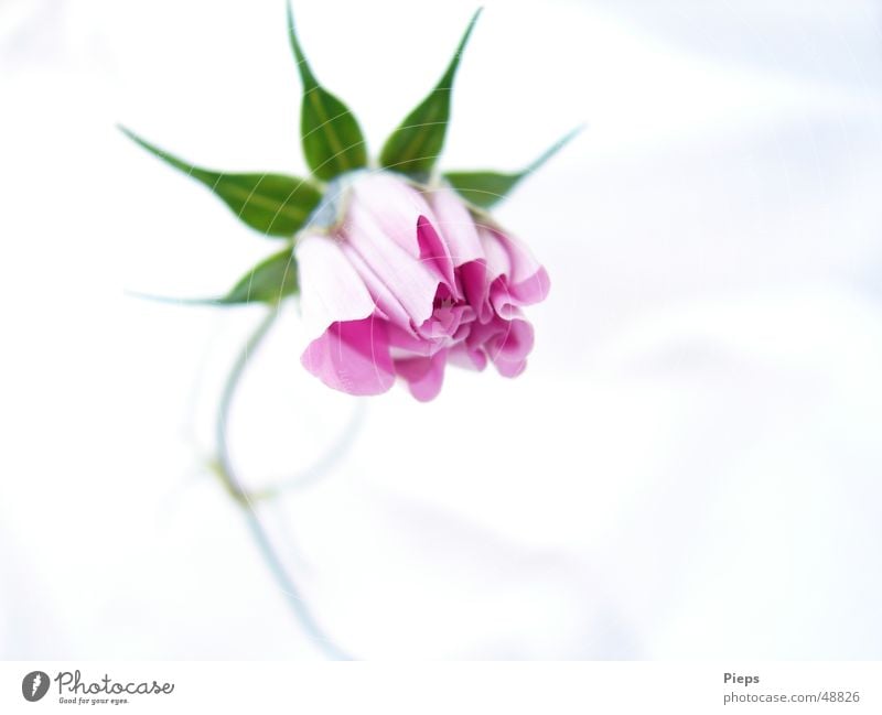 Blossoming pink cosmea Elegant Garden Nature Plant Flower Force Graceful Development Bud flower Growth Close-up Macro (Extreme close-up) Copy Space right Detail