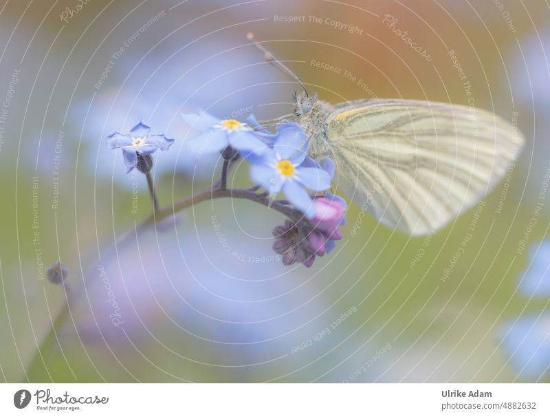 Cabbage white butterfly on forget-me-not Animal portrait Close-up Detail Blue White Soft Blossoming Insect cabbage white Butterfly Field Meadow Plant Landscape