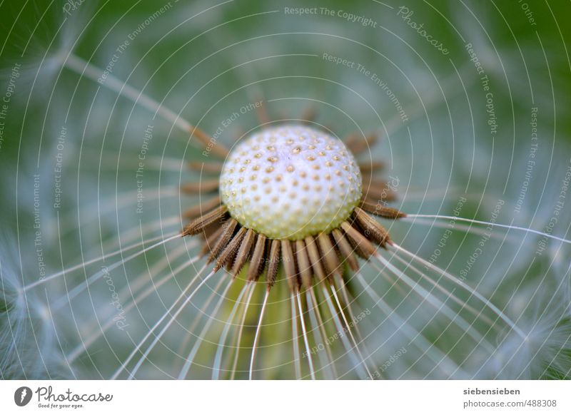 Waiting for the wind Plant Summer Flower Dandelion Field Blossoming Flying Faded Esthetic Natural Round Green White Moody Joie de vivre (Vitality) Optimism