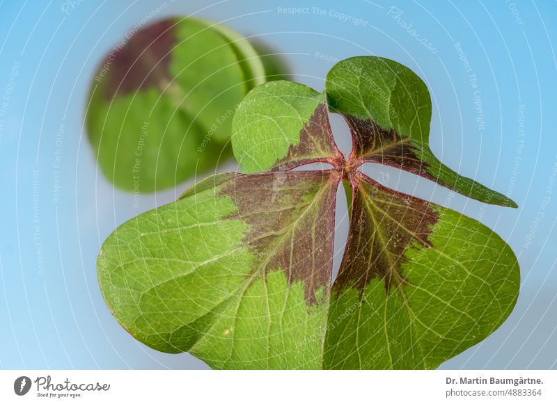 Lucky charm - leaves of the lucky clover, Oxalis tetraphylla from Mexico; the lucky clover has nothing to do with the "real" clover (Trifolium repens)