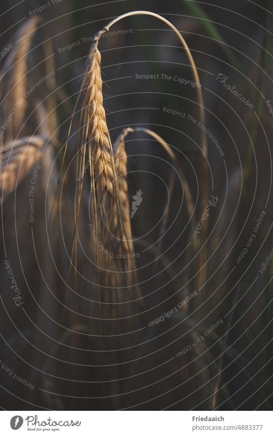 Ear of grain in the field in the evening sun Barley Barleyfield Barley ear Grain Agricultural crop Agriculture Nature Field Grain field Plant Summer Ear of corn