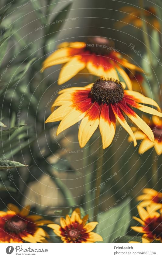 Yellow coneflower in flower bed Flower Blossom Summer Blossoming Plant Nature flowers Medicinal plant Garden Colour photo Exterior shot Close-up