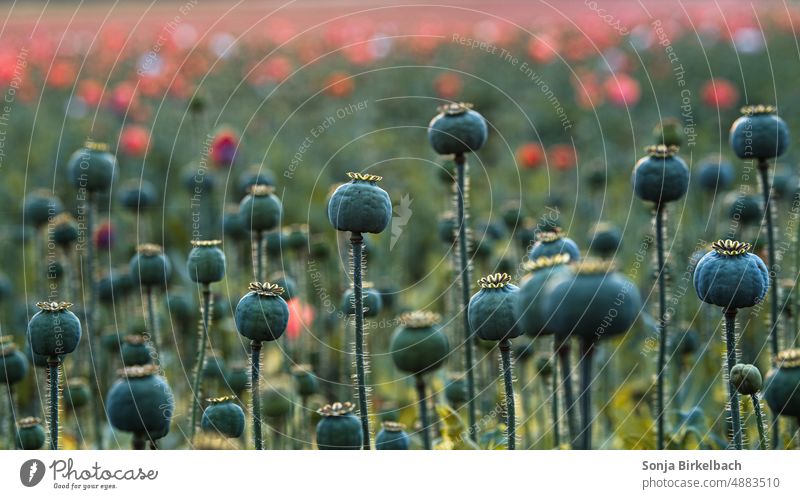 Waldviertel gray poppy, poppy pods on a field, poppy blossom time in Lower Austria Poppy poppy seed capsules Gray poppy Summer Poppy blossom Meadow Corn poppy