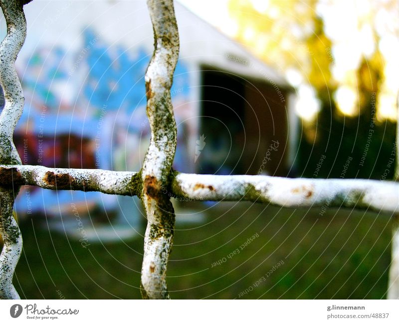 birch Fence Grating Barrier Closed Spray Autumn Green Yellow Birch tree Depth of field Whorl Waves Undulating Tree Graffiti Warehouse Barn Rust Blue Wind Nature