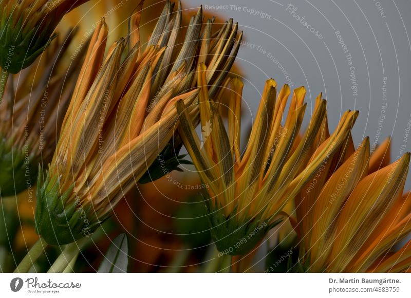 Still closed inflorescences of a gazania, garden form; serves as an annual summer flower in Central Europe, as not hardy Gazania blossom composite asteraceae