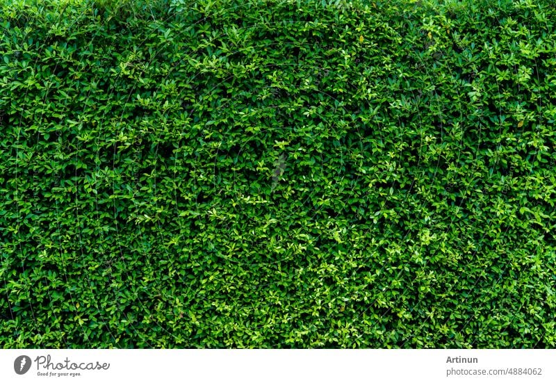 Small green leaves in hedge wall texture background. Closeup green hedge plant in garden. Eco evergreen hedge wall. Natural backdrop. Beauty in nature. Green leaves with natural pattern wallpaper.