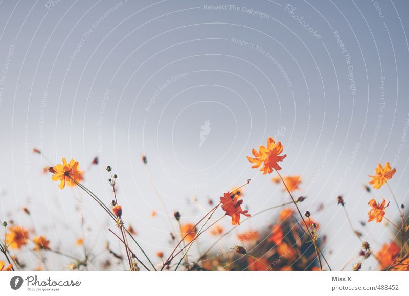 meadows Plant Summer Leaf Blossom Meadow Orange Summery Summer evening Sun Beautiful weather Cloudless sky Colour photo Multicoloured Exterior shot Deserted