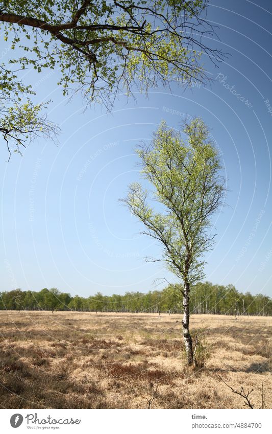 Birches in the moor Tree Bog Birch tree Tree trunk branches Deciduous tree Growth Plant Nature twigs Sky Horizon Edge of the forest wax Infancy on one's own