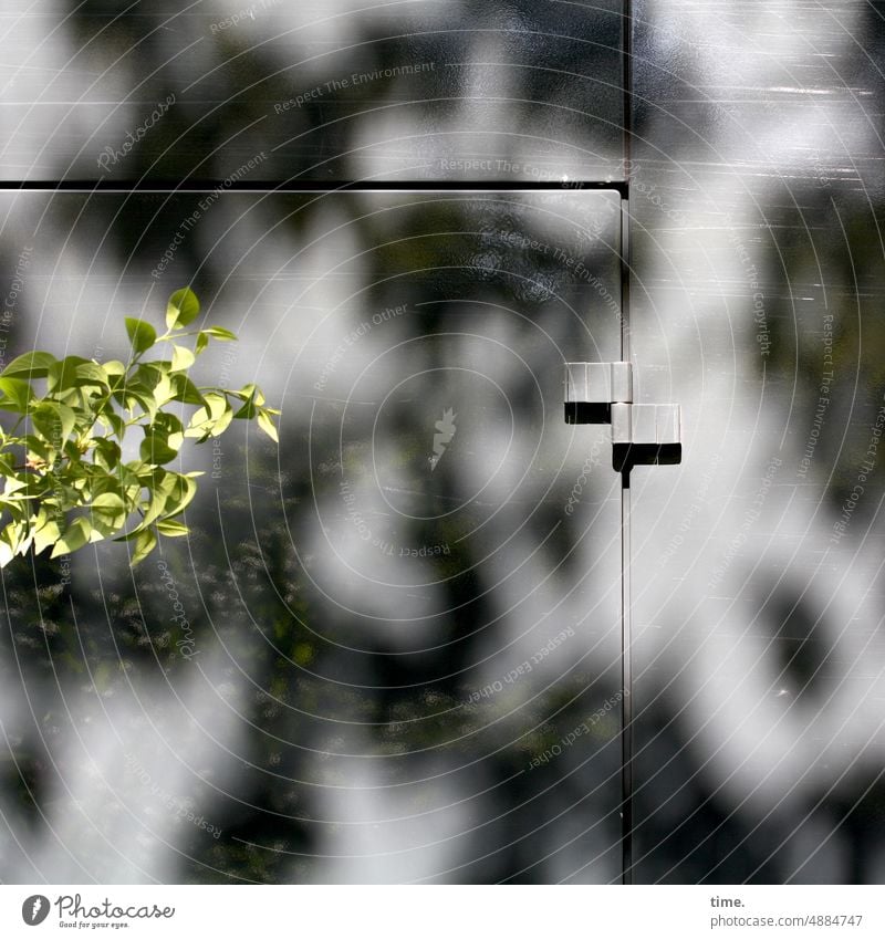 Entrees (50) door locked iron door sunny Shadow Silhouette Branch leaves Plant Nature Manmade structures Architecture Wall (building) Old Building Summer