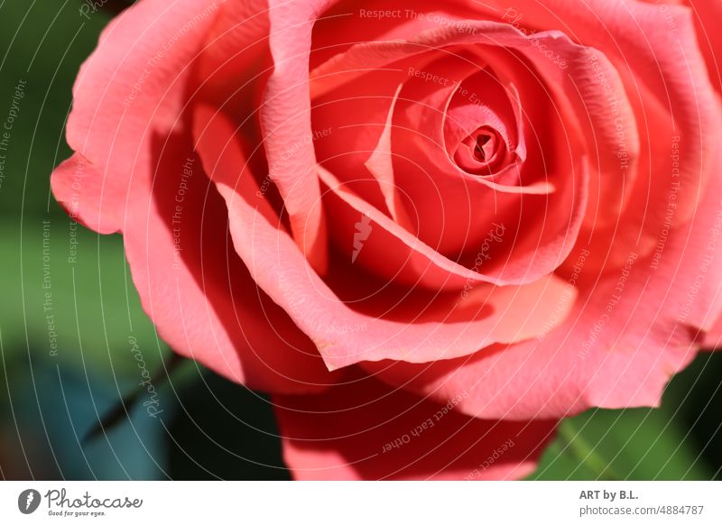 One rose Flower Blossom pink Nature Close-up Exterior shot Rose blossom Rose leaves