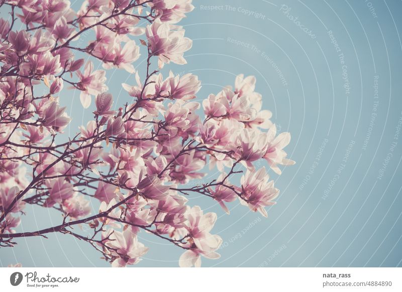 Magnolia tree in bloom against blue sky flower magnolia nature background blossom plant season fragility springtime beauty botany bud growth horizontal