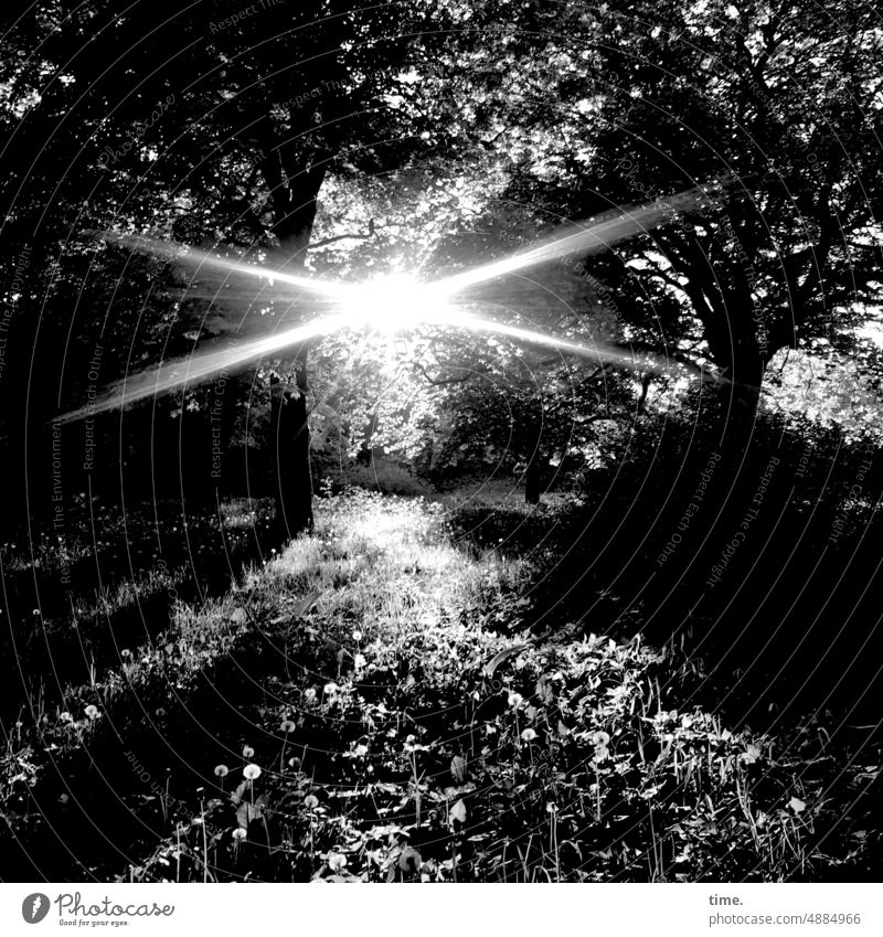 Evening in the orchard Moody Sunset Reflection evening light Back-light Meadow trees rays Illuminate twigs Nature Environment Dandelion dandelion