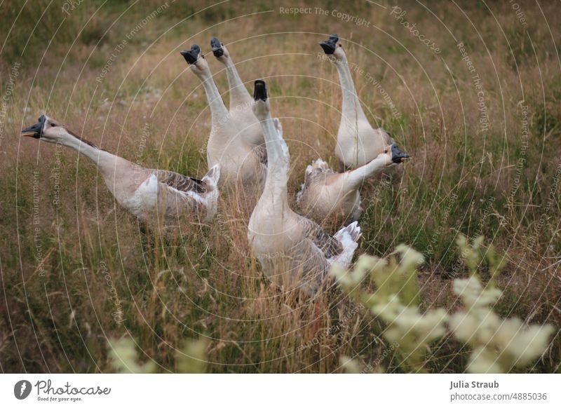 Goose gear chattering Poultry Peer pressure geese Meadow Nature beautiful life Bird Animal Beak naturally gabble Stres Corridor Feather Brown Organic farming