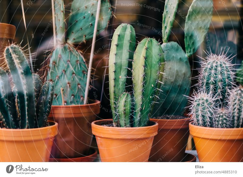 Various cacti in flower pots from to plants flowerpots Plant Cactus Green Thorny Multiple diverse Many potted