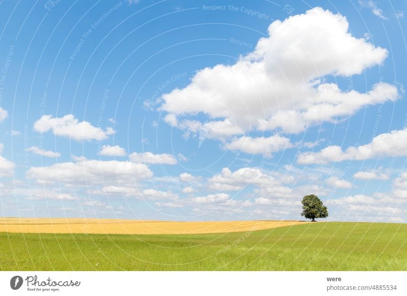 Cumulus cloud in blue sky over green meadow where lonely tree stands cloud formation cloudy sky copy space cumulus landscape nature nobody quiet scene scenery