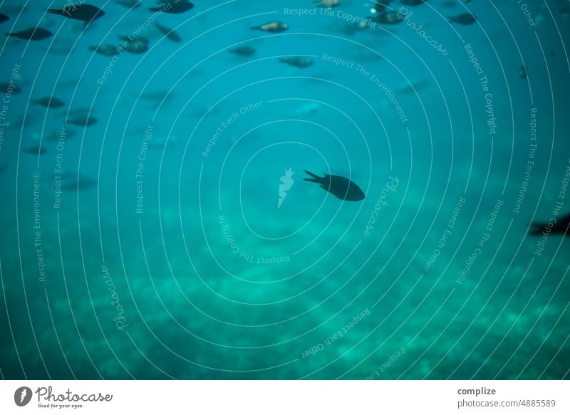 Fish in the blue Mediterranean Sea fish Blue Ocean underwater Underwater photo uboot Flock Fin Many Mediterranean sea