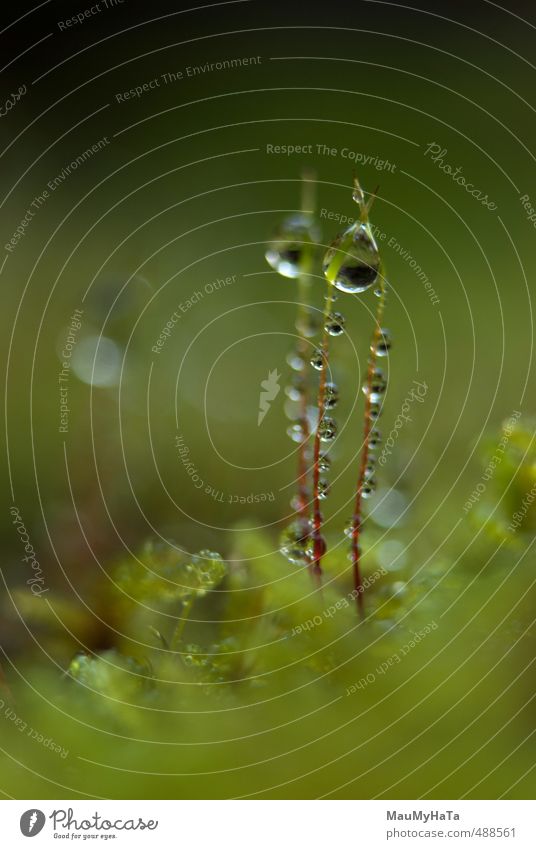 Moss and water Drops Nature Plant Water Drops of water Autumn Climate Weather Bad weather Rain Garden Park Forest Rock Mountain Happiness Spring fever Euphoria