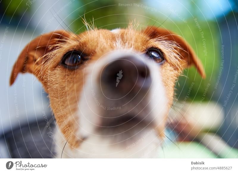 Portrait of cute dog outdoors at summer day happy portrait animal jack russell terrier look head adorable funny beautiful breed brown canine color colorful face