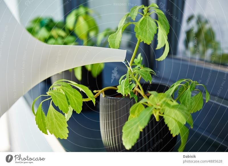 Woman watering plant at window, Housplant care house flower domestic houseplant woman home female flowerpot beauty caring caucasian environmental floral florist