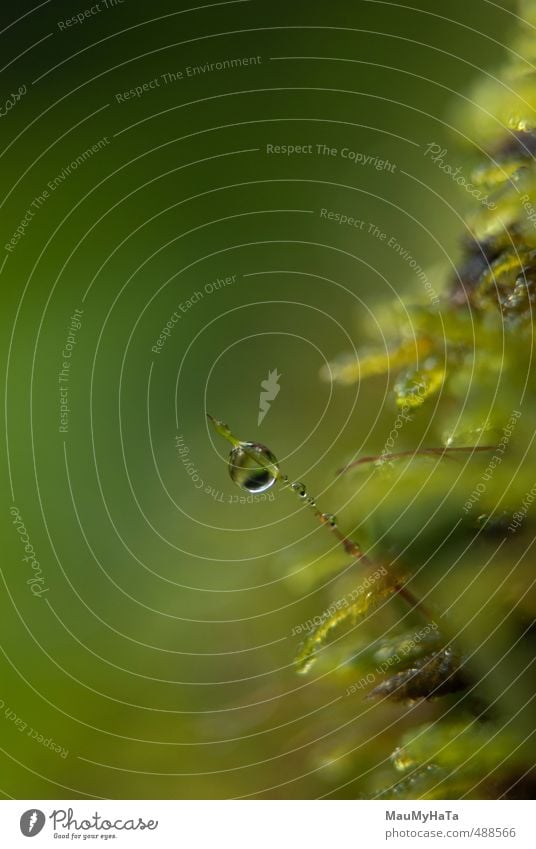 Moss and water drop Nature Plant Elements Water Drops of water Autumn Climate Bad weather Rain Park Forest Rock Mountain Emotions Happiness Spring fever