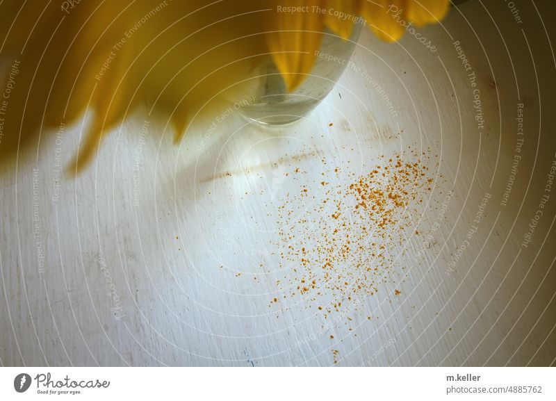 Sunflower dropped seed Yellow Sámen Vase Still Life Interior shot Flower Blossom Nature Colour photo Copy Space top petals Summer augmentation Force