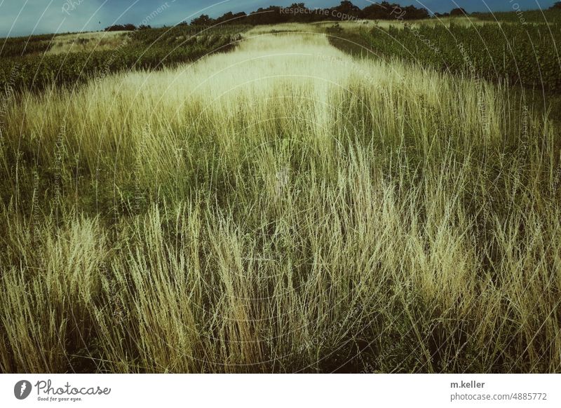 wild grasses on a slope Summer Yellow Meadow Nature naturally Wild plant Plant Free untreated