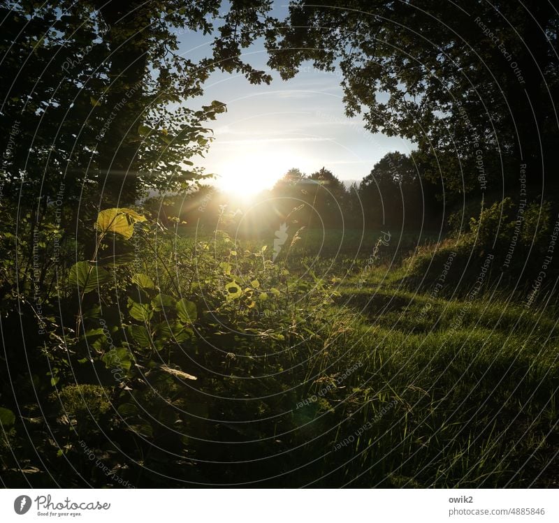 aisle Edge of the forest Bushes Clearing Mysterious Illuminate Meadow Grass Tree Beautiful weather Weather Horizon Sky Plant Landscape Nature Environment Hope