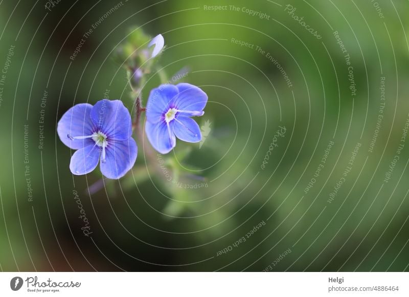 small blue speedwell flowers Flower Blossom honorary prize Plantain plant Small acuity blurriness Summer Colour photo Exterior shot Close-up Deserted Blue