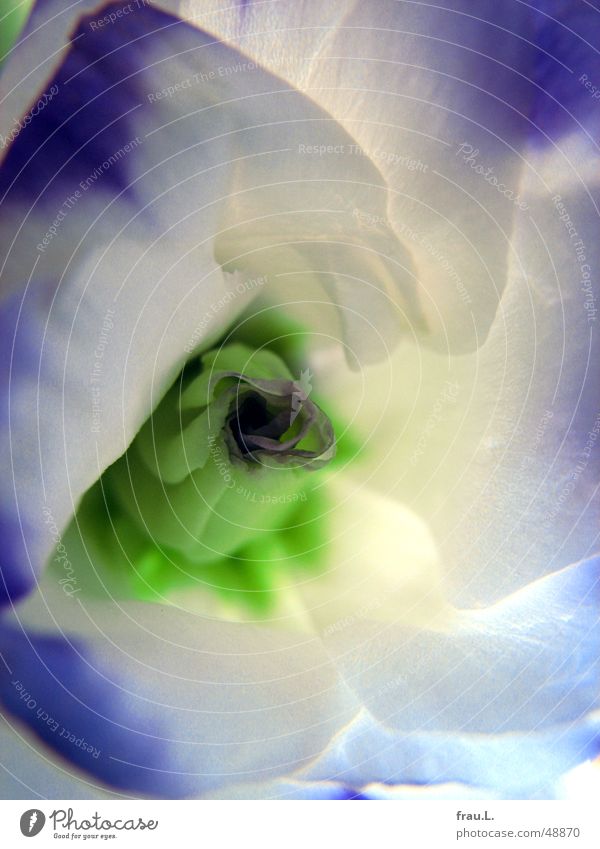 lysianthos Lisianthus Flower Blossom Leaf Delicate Violet Macro (Extreme close-up) Close-up Decoration green. blue Bud Nature