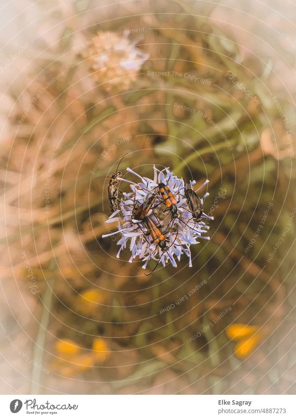 Beetle casserole on a flower Nature insects Insect Plant Shallow depth of field Colour photo Flower Exterior shot Blossom Summer Forest Deserted