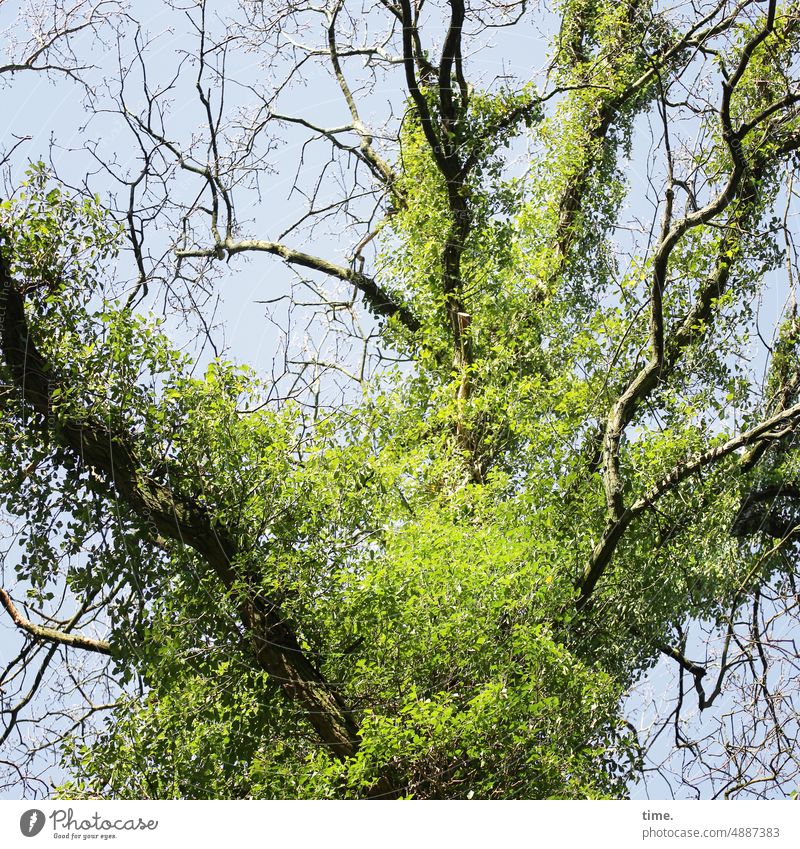 Is this art or can it go? | old tree in new design Tree Log Parasite Nature Wild vine colonization Branch Twig coexistence Symbiosis Sky Plant Tree trunk Green