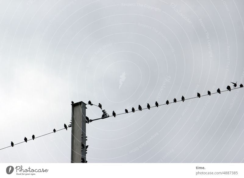 Parquet and box | Who comes, who stays? birds Stare Starling Sky Worm's-eye view Sit Break Metal Transmission lines Power pole Nature Cable Bird Electricity