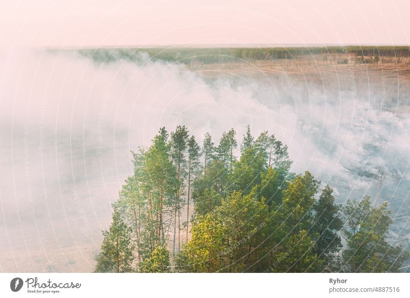 Aerial View. Spring Dry Grass Burns During Drought Hot Weather. Bush Fire And Smoke In Pine Forest. Wild Open Fire Destroys Grass. Nature In Danger. Ecological Problem Air Pollution