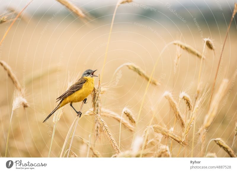 Western Pied Wagtail. Motacilla flava is a small passerine bird of the wagtail family, which includes the peepers and wagtails. This species breeds in much of temperate Europe and Asia. Belarus