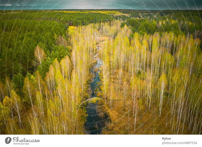 Spring Season. Aerial View. Young Birches Grow Among Small Marsh Bog Swamp. Deciduous Trees With Young Foliage Leaves In Landscape In Early Spring aerial