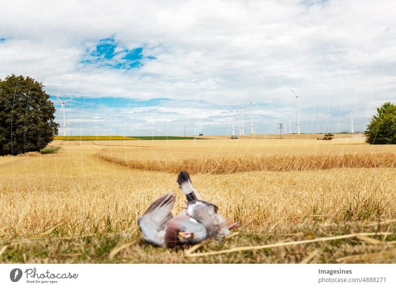 Dead mown bird. Dead pigeon in foreground on freshly mown wheat field. Wheat harvest. Agriculture. Bird dead Pigeon mow wheat field Harvest agricultural field