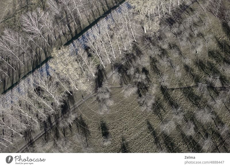 Top view of trees and asphalt country road in late autumn aerial view landscape highway alley forest above scene gray green grey color geometric lines nature