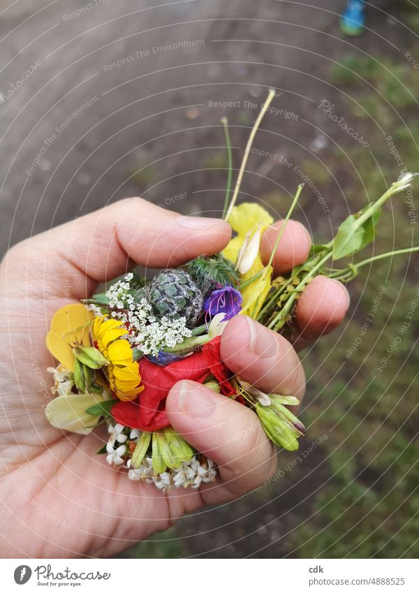 300 | flowers in hand. blossoms Hand hold in one's hand amass preserve stop Take To hold on Delicate transient Fine Fresh Summer To go for a walk hike Nature