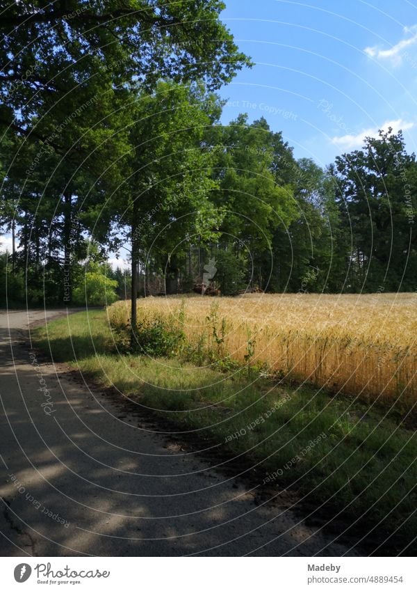 Barley field on the edge of the forest in summer under blue sky in the sunshine in Oerlinghausen near Bielefeld on the Hermannsweg in the Teutoburg Forest East Westphalia-Lippe