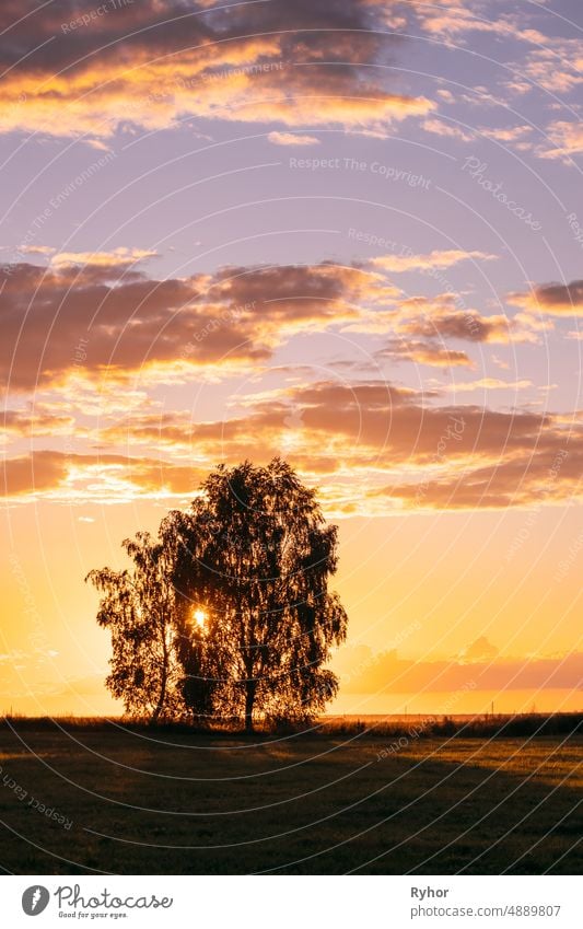 Sun Shining Through Tree Canopy. Trees Woods In Meadow During Sunset Sunrise. Bright Colorful Dramatic Sky And Dark Ground With Trees Silhouettes Landscape