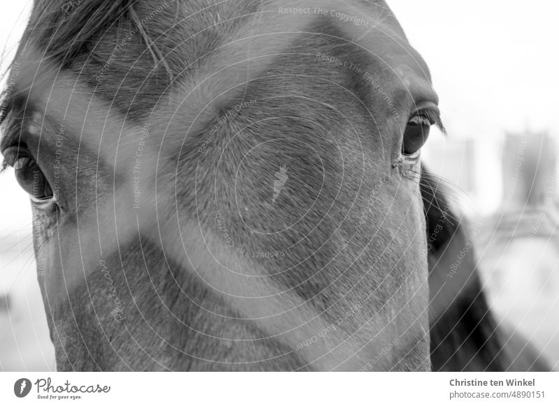 Horse view through the wire mesh fence Horse eyes Horse's head Animal 1 Mane Wire netting fence Day Animal face at close quarters look look at inquisitorial