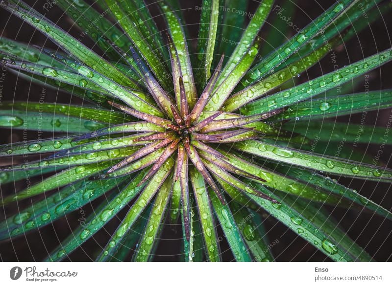 Green plant texture, Garden lily leaves wet from rain, overhead view,natural fractals background lily plant green beauty dark moody grass dew top view dewdrops