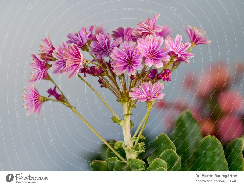 Inflorescence of Lewisia cotyledon, cultivar with pink-purple flowers bitterbur inflorescence blossoms Blossom succulent from the Rocky Mountains variety