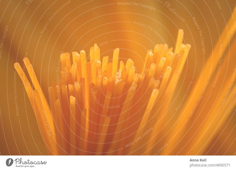 Spaghettis raw in different shades of yellow. Yellow Deserted Italian Food Cooking boil Restaurant aldent focus curve Raw Close-up Ingredients Dough