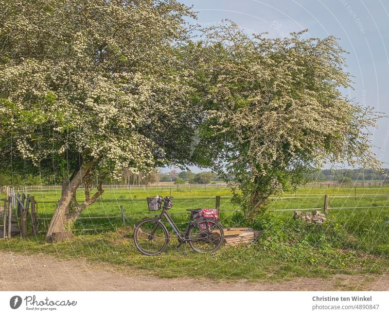 Bicycle under flowering trees Break blossoming trees country idyll Gate Meadow graze Nature Grass Landscape Sky Day Green Fences Willow tree off Cycling