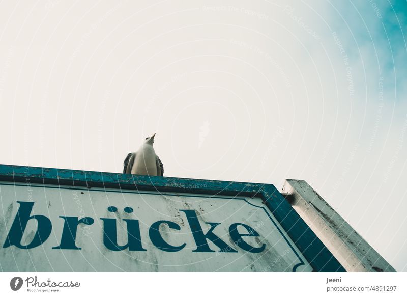 On the bridge sits a seagull Seagull coast Bridge Word Baltic Sea Ocean Water Beach Bird Sky Beak Grand piano Sit Wait Worm's-eye view Lookout Vantage point