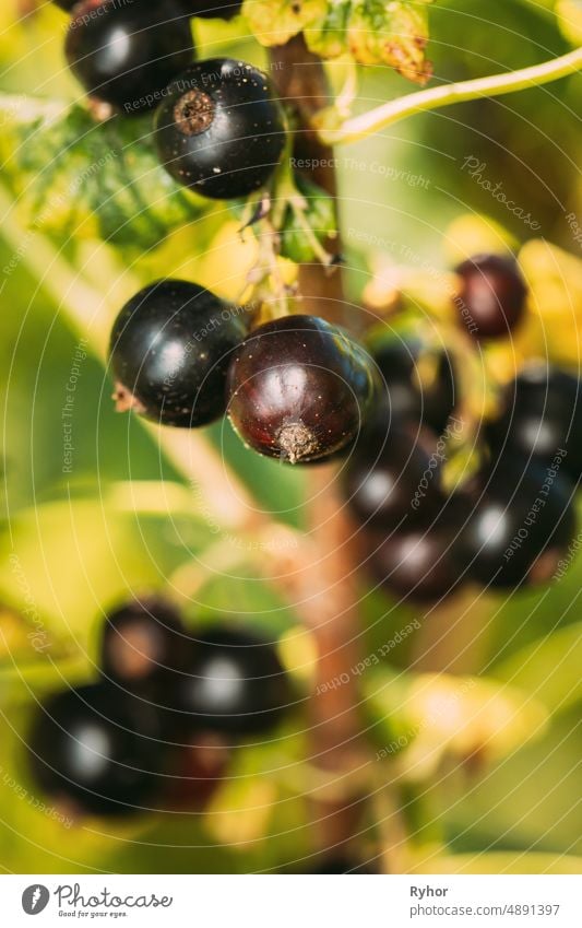 Black Currant On Branch Of Bush. Close Up Growing Organic Berries In Sunny Summer Day. Ripe Currant In Fruit Garden agriculture background beautiful berry black