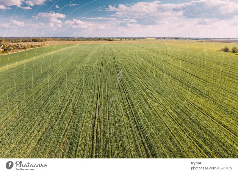 Countryside Rural Green Field Landscape With Young Wheat Sprouts In Spring Summer Cloudy Day. Agricultural Field. Young Wheat Shoots. Aerial View, Natural Background