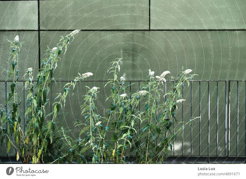 green to green: summer weeds in front of a green facade, an old railing in between. Green Facade Weed Blossoming White Plant Nature Growth Summer urban Wild